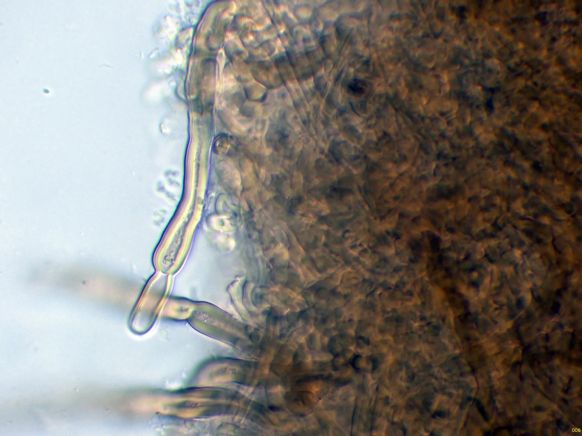 Microscopía de Podoscypha gillesii - 10 - Hifas pileo agua-006